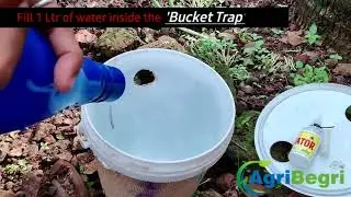 Pheromone Lure for Red Palm Weevil (Rhynchophorus Ferrugineus) | Agribegri | Get Rid of Red Palm