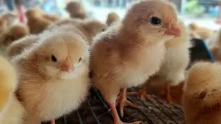 Anak Ayam Lucu, Cute Chicks, Funny Animals, Bibit Anak Ayam Ras, Bus Kecil Taiyo, Truk Ole