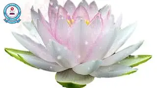 SOME FLOWER WORDS DO NOT KNOW | NANNAR , DHAMRAI , DHAKA |