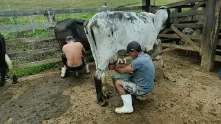 Pipoca e Butinudo Tirando Leite das Vacas Manualmente no Curral. Bezerros Felizes na Seção Mamação.