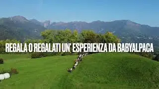 Video introduttivo Babyalpaca