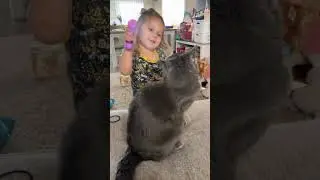 Stubborn Kitten #Funny #Cute #Trending #Cat #FunnyVideo #ForYou