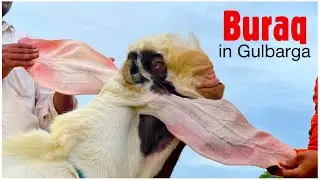 Buraq - Top Quality Gulabi Hyderabadi Extreme Punch at Premium Hyderabadi Goat Farm Gulbarga