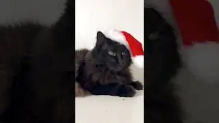 Couldn&rsquo;t resist making my cat a Santa Hat!🎅🏼🐈&zwj;⬛&hearts;️ #christmascat #santahat #cataccessories