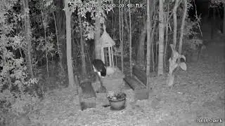 Our cat Boots visits the feeder overnight.