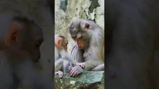 Secret life of monkey family compilation. #short