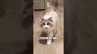 you like my strut? #shorts #pets #cats