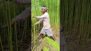 Jute Harvesting Manually #shorts #short #shortvideo