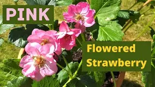 Growing Strawberry Plants with PINK flowers!