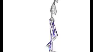 Simulation of Human Walking