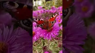 RYM with nature flies #butterfly #butterflydrawing #flies #flowers #flowersofinstagram #flowerart