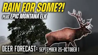 Rain Is a GOOD THING! PLUS EPIC Bull Elk Encounter in Montana!