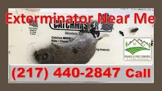 Exterminator Near Me Palmyra Missouri