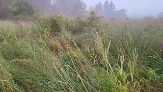 August 9, 2025 Grazing Switchgrass and side effects of historic drought.