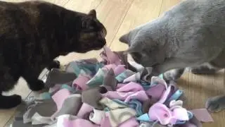 Honden en katten die de snuffelmat snuffelkleed gebruiken! - Dierenoppas Amersfoort