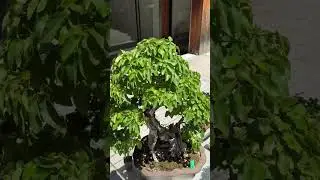mossroom
