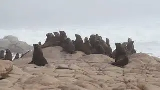 Thousands of Seals Diving and Swimming at the Harsh Skeleton Coast
