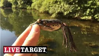 Bass Fishing with the Livetarget Frog (CRAZY Topwater Action)