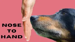 How To Teach A Hand Target