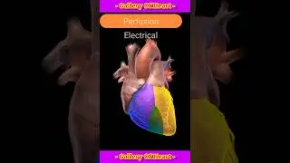 Heart gallary 📝 #shorts #heart #anatomy