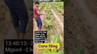 Banana Cone filing #Banana