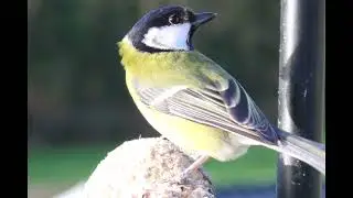 Bird close-ups