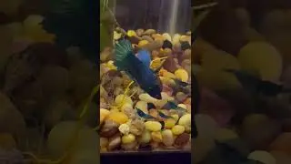 Adding Blue Shrimp to Betta tank‼️ *she didn&rsquo;t eat them* #fishing #fish