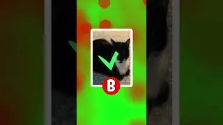 GUESS CAT MEME VOICE | #shorts