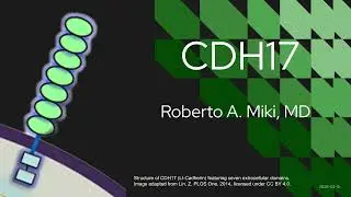 Потенциальная мишень для лечения рака: CDH17