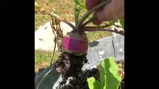 How do you harvest Turnips?