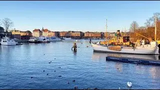 Sweden, Stockholm Exploring: swan and duck in Baltic Sea,  natural wildlife in city center.