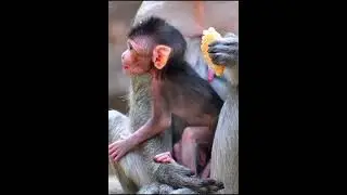 Cutest small newly baby monkey