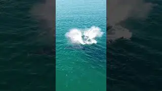 Momentos m&aacute;gicos que nos regalaron &eacute;stas ballenas✨️ #bajasur #ecoturismo #playasdemexico #ballenas