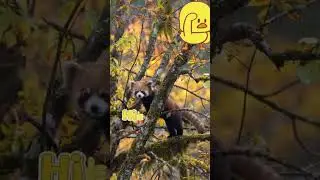 Recently, a video of a super cute red panda 