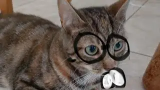 nerdy Nelson Cooks