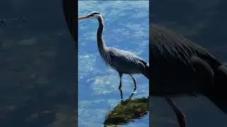 Subspecies of the Great Blue Heron #animals #birds #herons
