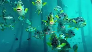 Pindito Raja Ampat Mai/June 2019 - Highlights (original audio)