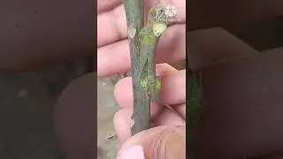 How to graft mango tree #grafting #shortsfeed #mango #satisfying #shorts #shortsviral