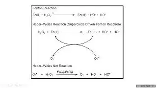 Hepatotoxic Agents (Paracetamol, Iron, and Yellow phosphorous)