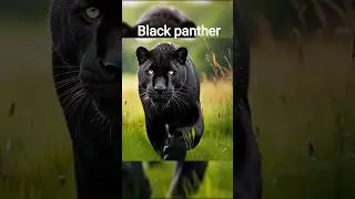 Black panther attack on baby calf#cow#blackpanther #motherlove #animals#shorts