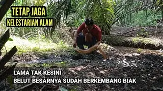 KELESTARIAN MASIH TERJAGA, BANYAK BELUT BESAR BERKEMBANG BIAK