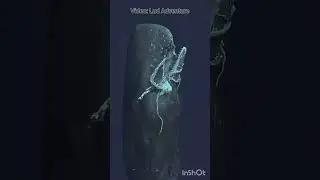 Cachalote con un calamar gigante en la boca #biologia