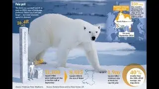 North Pole Polar Bears