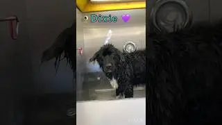 Dixie can really shake! Fun slow motion | mobile dog grooming | Newfoundland #cutedog