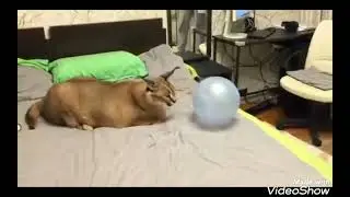 Floppa + Ballon