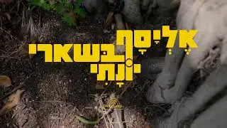 אליסף בשארי יונתי Elyasaf Bashari Yonati