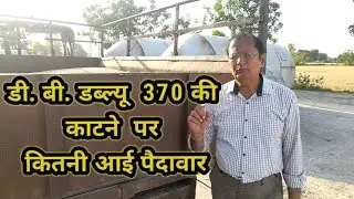 डी. बी. डब्ल्यू  370 की काटने  पर कितनी आई पैदावार 9215757800