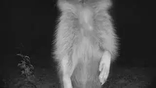 Midnight Raccoon Encounter! Trash Panda Close-Up on Ubiquiti Security Camera