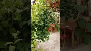 C O A R A - Vegan Restaurant