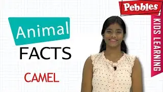 Interesting Animal Facts : Camel | Camel Essay Bengali | Camel Song | Camel Story | Learn Animals